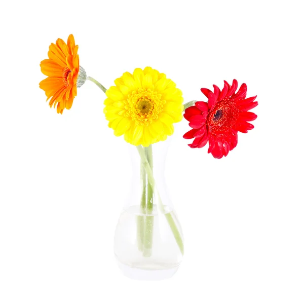 주황색, 빨강과 노란 gerbera — 스톡 사진