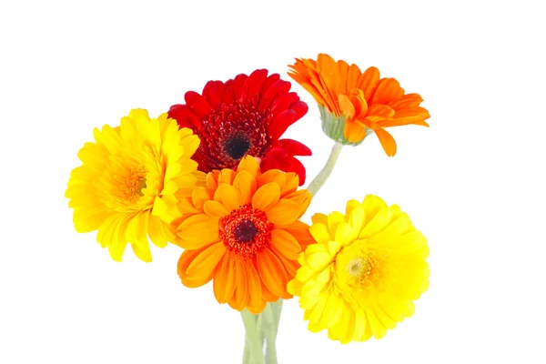 Orange, red and yellow gerbera — Stock Photo, Image