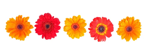 Oranje, rood en geel gerbera daisy — Stockfoto