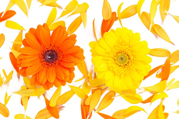 Schöne Gänseblümchen-Gerbera-Blüten — Stockfoto