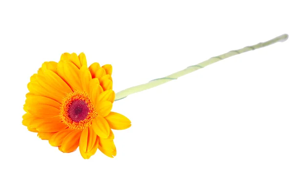 Naranja Gerber flor aislada —  Fotos de Stock