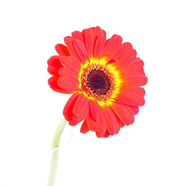 Kırmızı gerber çiçek — Stok fotoğraf