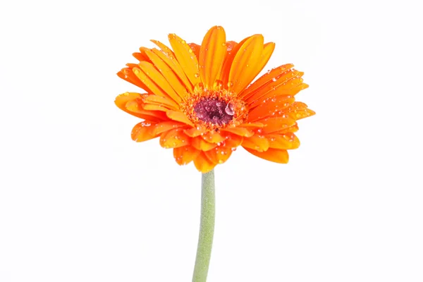 Oranje gerber bloem geïsoleerd — Stockfoto