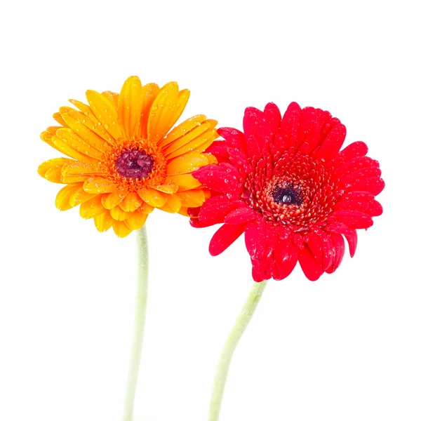 Rot und orange Gerbera Blume — Stockfoto
