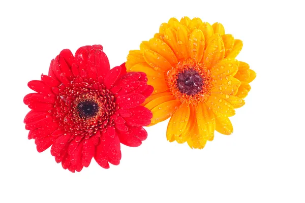 Червона і помаранчева квітка гербери — стокове фото