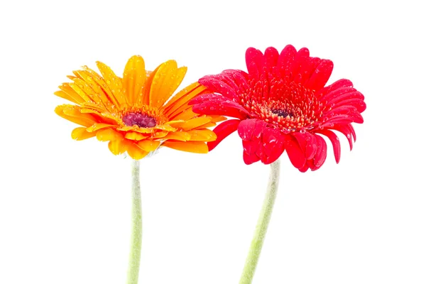 Fiore di gerbera rosso e arancione — Foto Stock