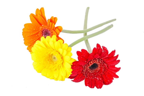 Orange, red and yellow gerbera — Stock Photo, Image