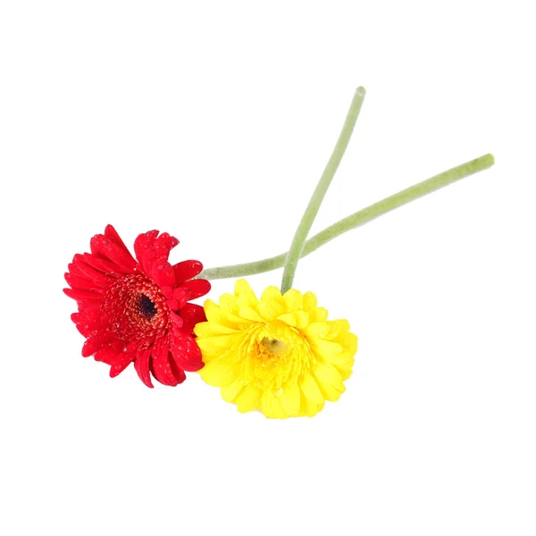 Rote und gelbe Gerbera-Blüten — Stockfoto