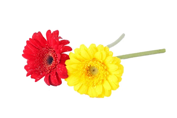 Червоні і жовті квіти гербери — стокове фото
