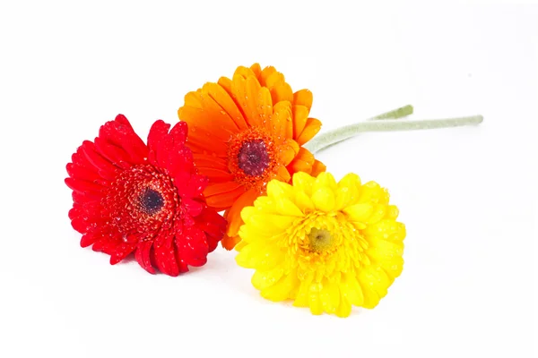 Gerbera orange, rouge et jaune — Photo