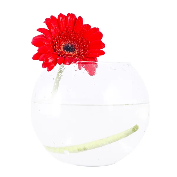 Red gerbera in a glass vase — Stock Photo, Image