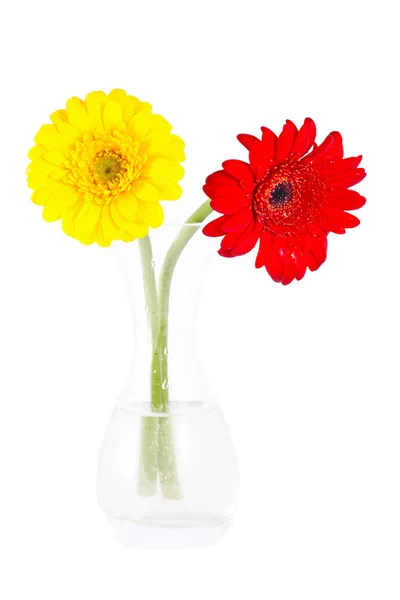 Rote und gelbe Gerbera-Gänseblümchen — Stockfoto