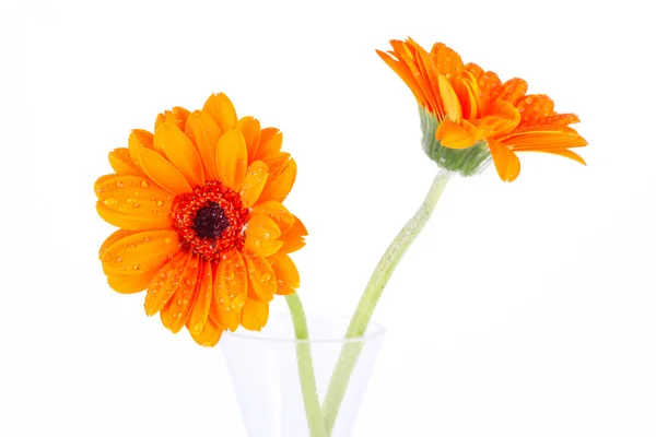 Zwei orange Gänseblümchen — Stockfoto