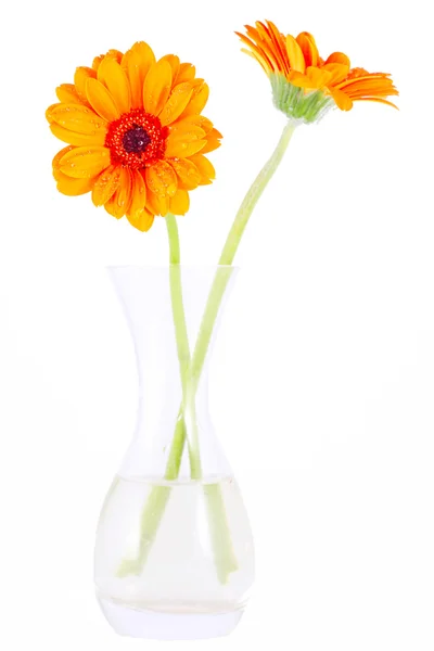 Two Orange daisy — Stock Photo, Image