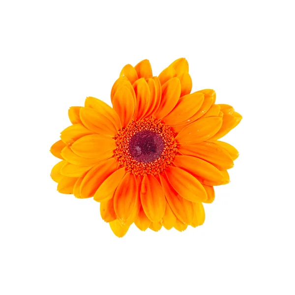 Orange Gerber Flower Isolated — Stock Photo, Image