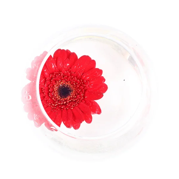 Червона гербера у скляній вазі — стокове фото