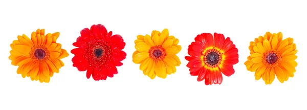 Помаранчева, червона і жовта гербера ромашка — стокове фото