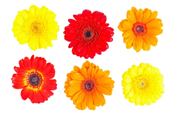 Oranje, rood en geel gerbera daisy — Stockfoto
