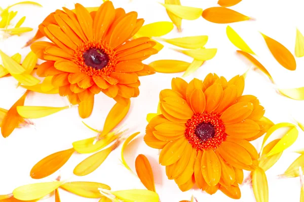 Gyönyörű daisy gerbera virágok — Stock Fotó