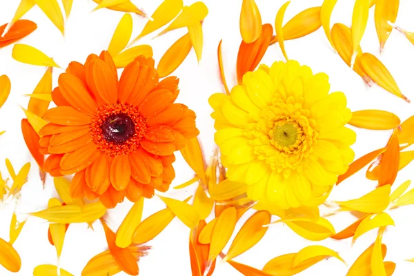 Belles fleurs de gerbera de marguerite — Photo