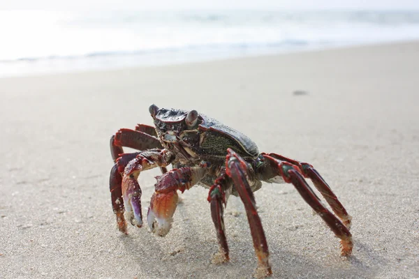 Rolig röd krabba på stranden i varkala — Stockfoto
