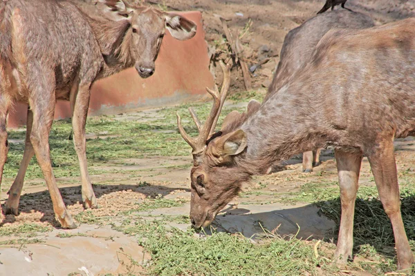 Αστεία ελάφια που λαμβάνονται σε ζωολογικό κήπο, Τζαϊπούρ, Ραγιαστάν, Ινδία — Φωτογραφία Αρχείου