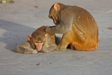 Jaipur, Hindistan maymunlar