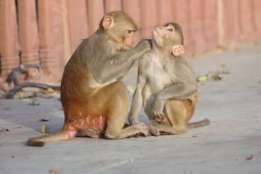 Jaipur, Hindistan maymunlar