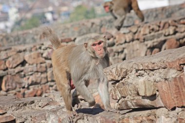 Jaipur, Hindistan maymunlar