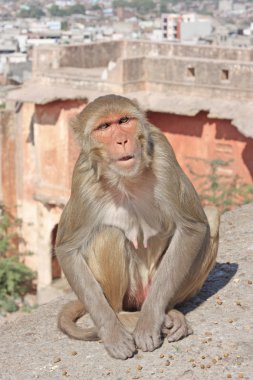 Jaipur, Hindistan maymunlar