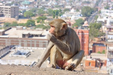 Jaipur, Hindistan maymunlar