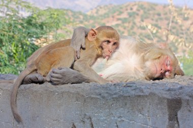 Jaipur, Hindistan maymunlar