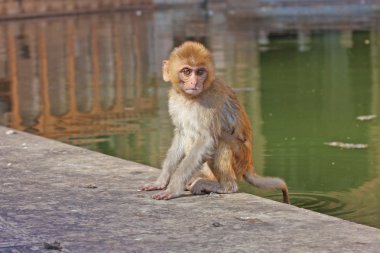 Jaipur, Hindistan maymunlar