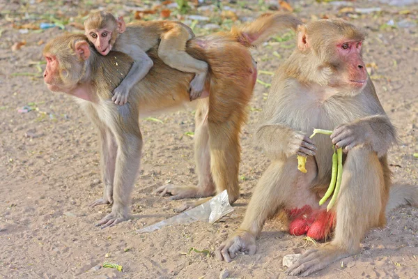 Jaipur, macacos indianos — Fotografia de Stock