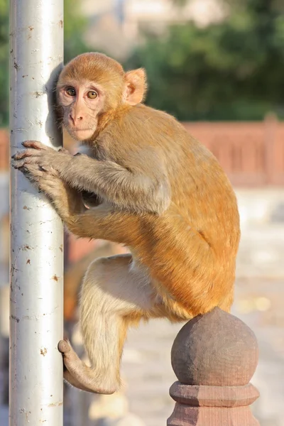 Jaipur, Indiase apen — Stockfoto