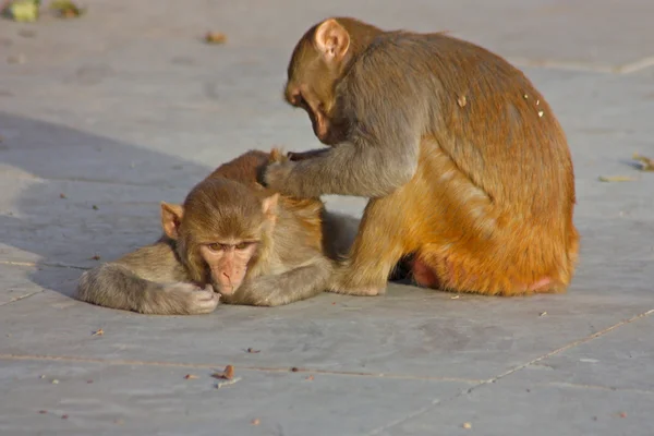 Jaipur, monyet India — Stok Foto