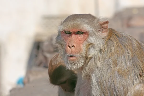 Jaipur, Indii małpy — Zdjęcie stockowe