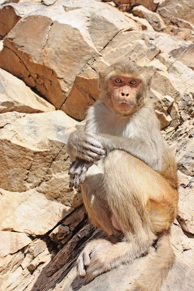 斋浦尔，印度猴子 — 图库照片
