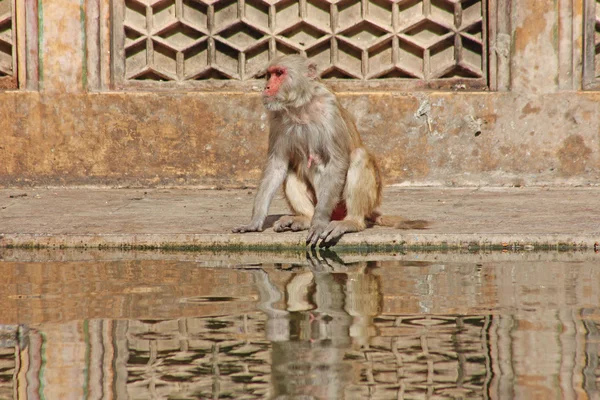 Джайпур, индийские обезьяны — стоковое фото