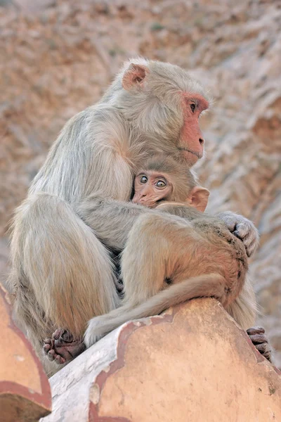 Jaipur, monyet India — Stok Foto