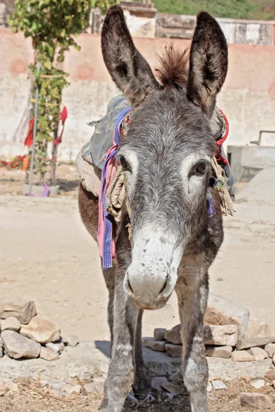 Donkey taken in Rajastan — Stock Photo, Image