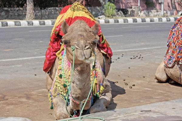 Wielbłąd na ulicach jaipur — Zdjęcie stockowe