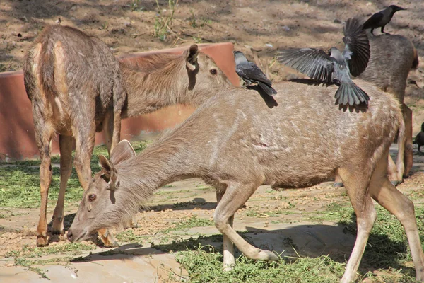 動物園で撮影された面白い鹿 — ストック写真