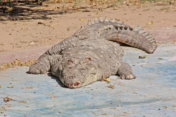 Alligator in the Jaipur Zoo — Stock Photo, Image