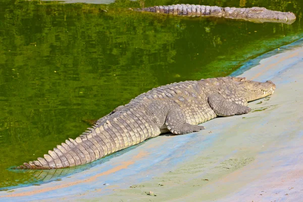 Alligator im Zoo von Jaipur — Stockfoto