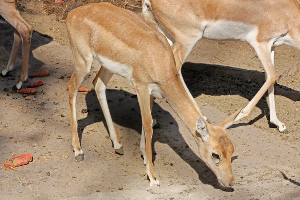 Divertido ciervo tomado en el Zoo —  Fotos de Stock