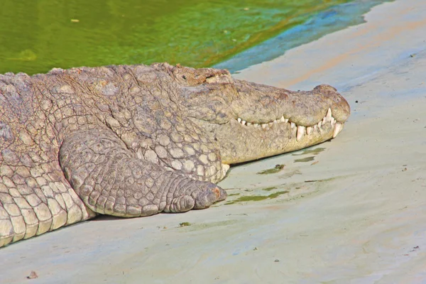 Aligátor a Jaipur állatkertben — Stock Fotó
