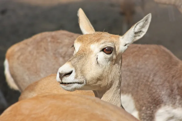 stock image Funny deer taken in Zoo