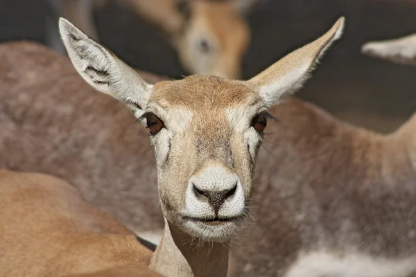 Funny deer taken in Zoo — Stock Photo, Image