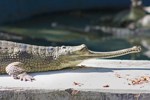 Krokodil a Jaipur állatkertben — Stock Fotó